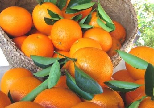cotasa-naranjas-incubadora